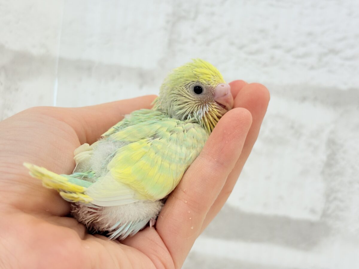 セキセイインコ