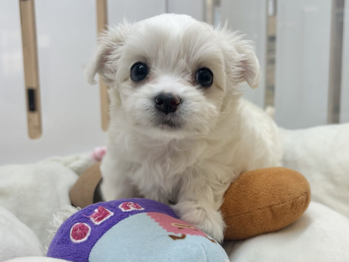 チワマル（マルチワ）