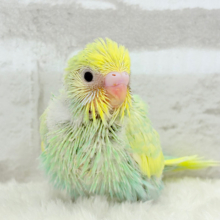 アイドル級💖ベビーフェイス🐣💚セキセイインコ(パステルカラーレインボー) ヒナ