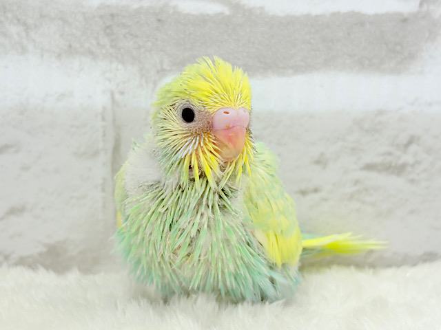 アイドル級💖ベビーフェイス🐣💚セキセイインコ(パステルカラーレインボー) ヒナ