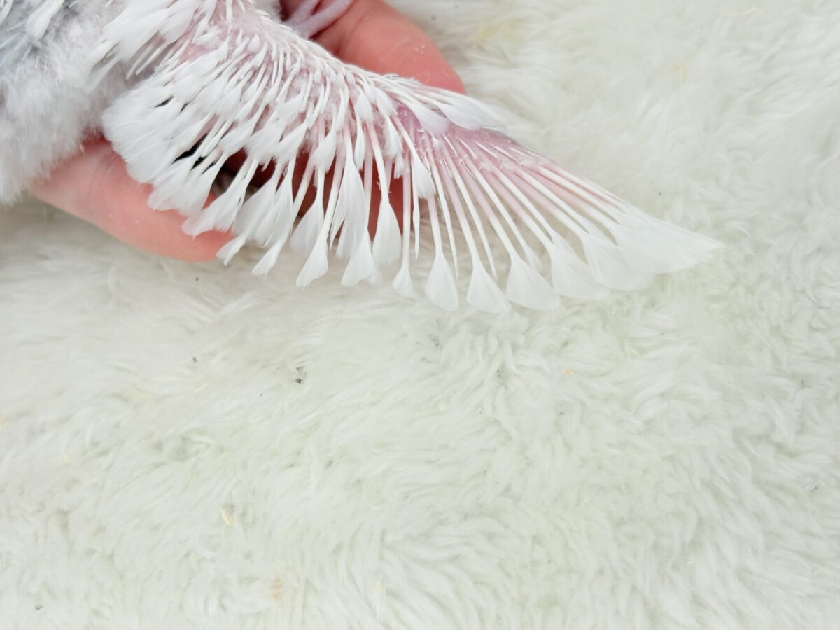【最新画像更新🪄】透明感が爆発中〜〜🐣✨セキセイインコ ヒナ セキセイインコ