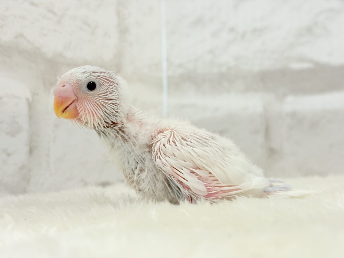 セキセイインコ