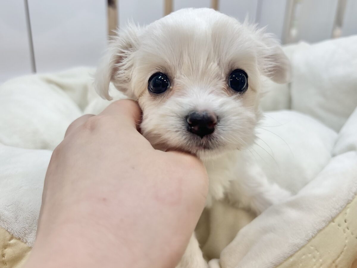 チワマル（マルチワ）