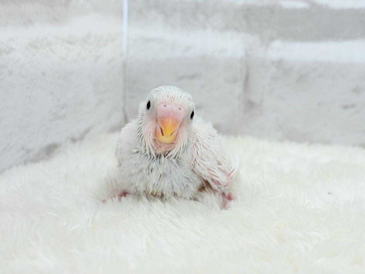 【最新画像更新🪄】透明感が爆発中〜〜🐣✨セキセイインコ ヒナ セキセイインコ