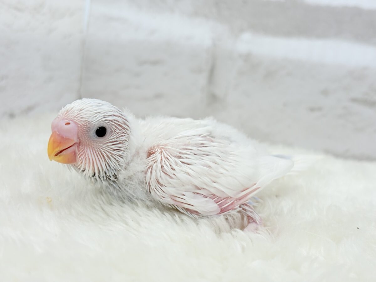 【最新画像更新🪄】透明感が爆発中〜〜🐣✨セキセイインコ ヒナ セキセイインコ