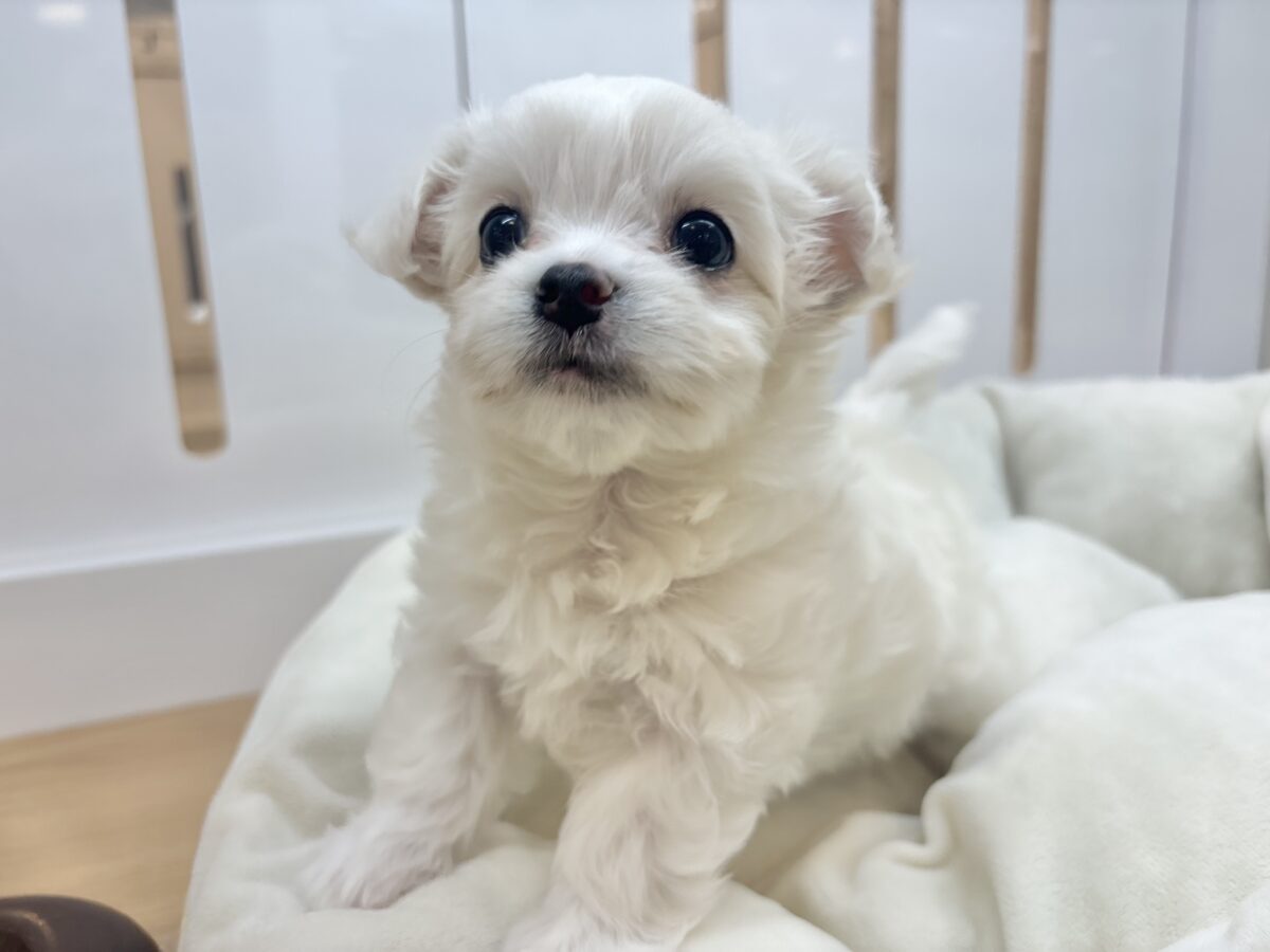 チワマル（マルチワ）