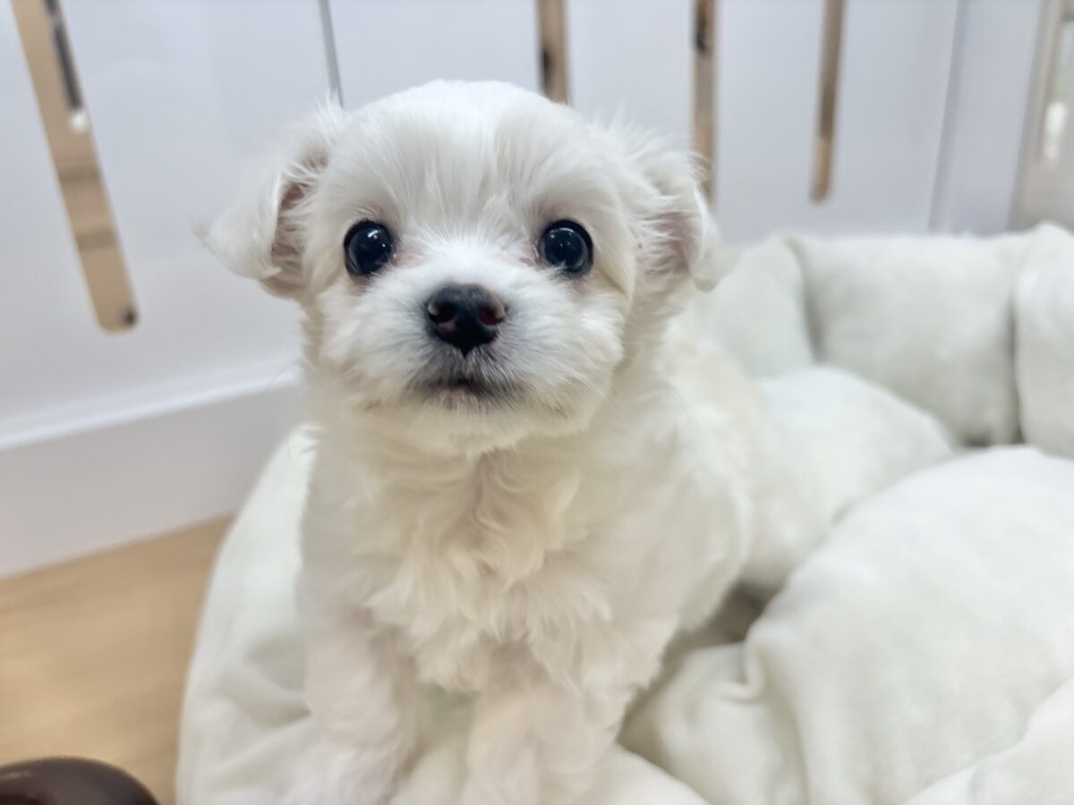 チワマル（マルチワ）