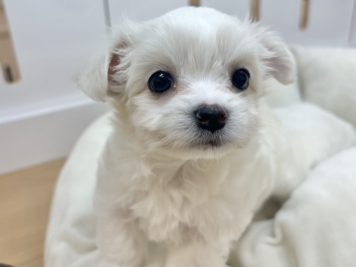 チワマル（マルチワ）