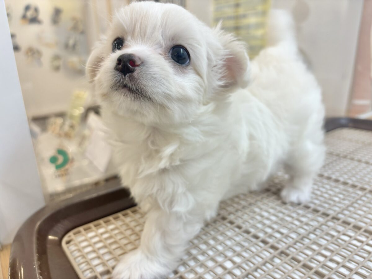 チワマル（マルチワ）