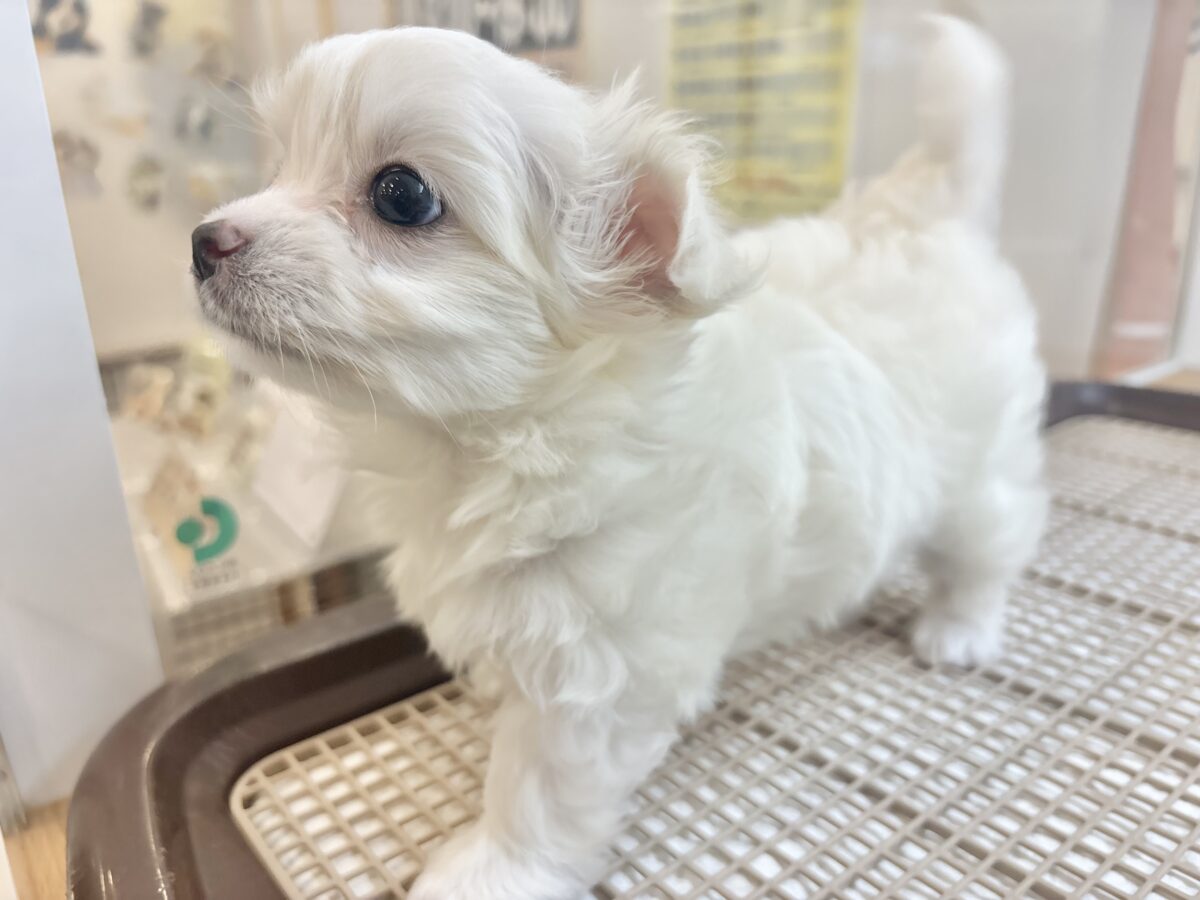 チワマル（マルチワ）