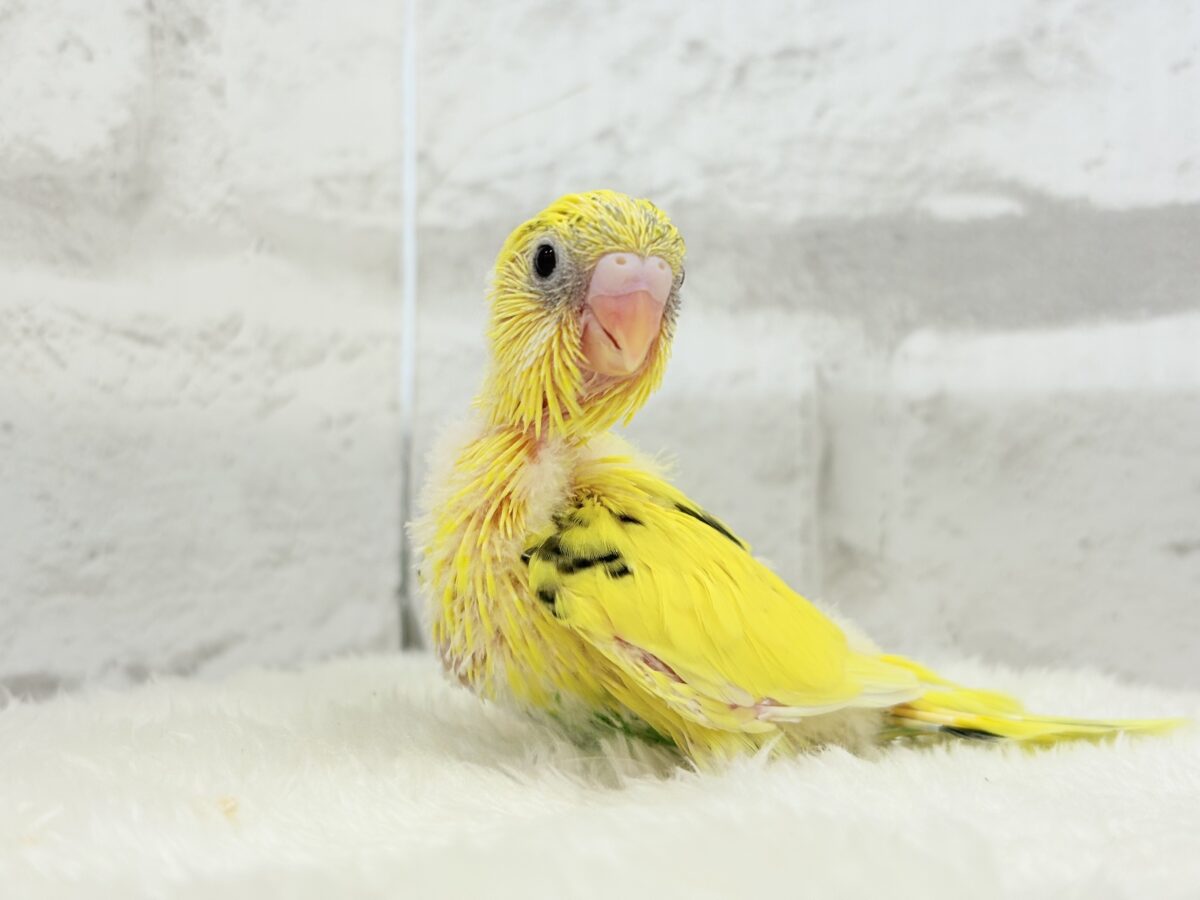 セキセイインコ