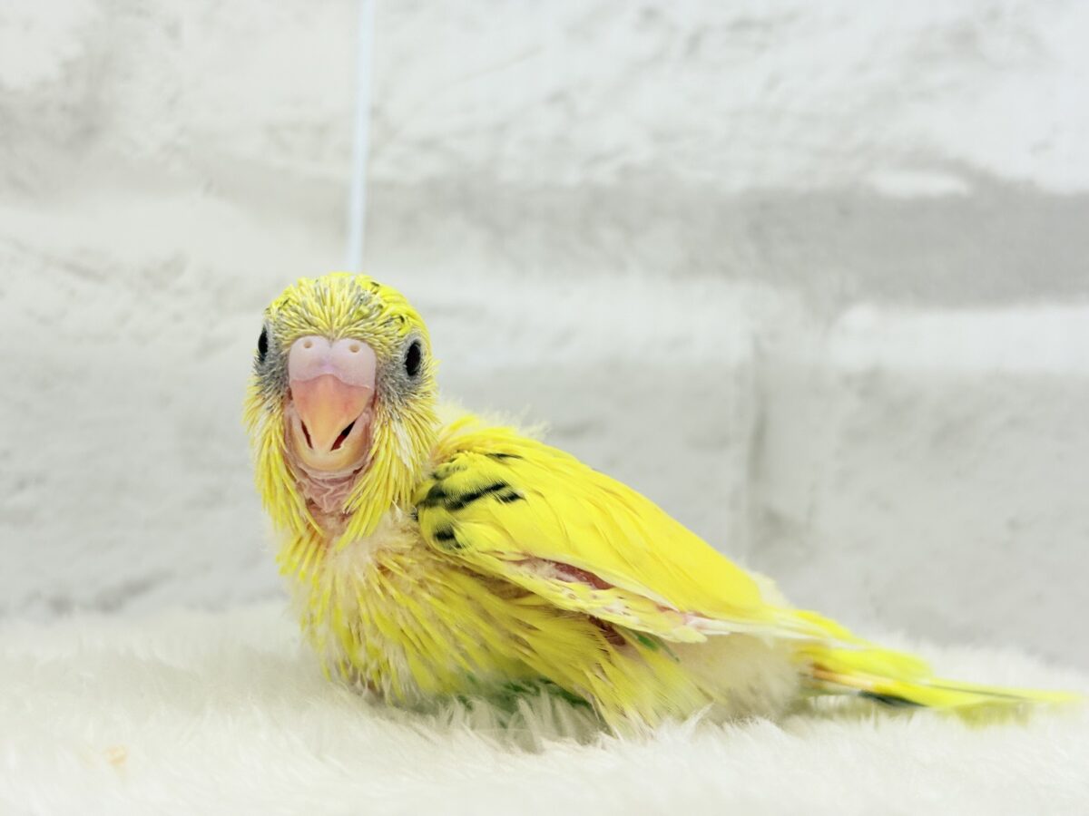 セキセイインコ