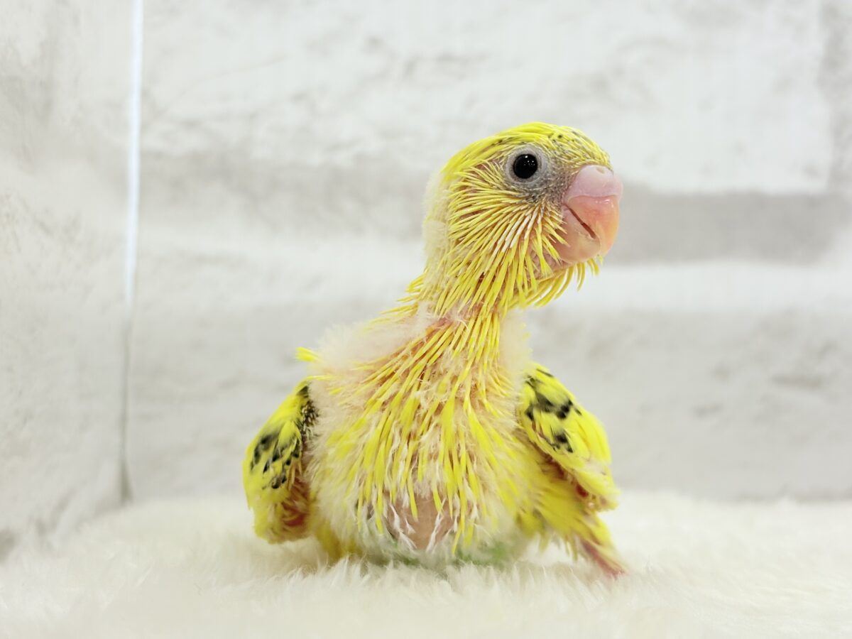 セキセイインコ