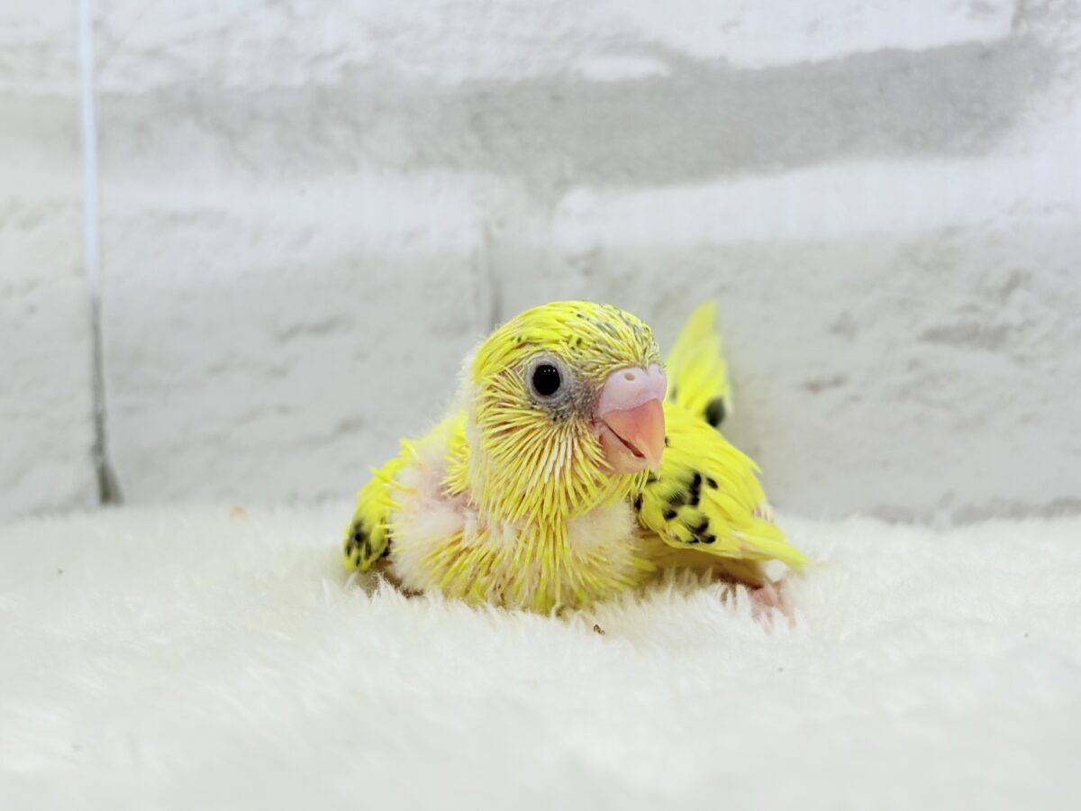 セキセイインコ