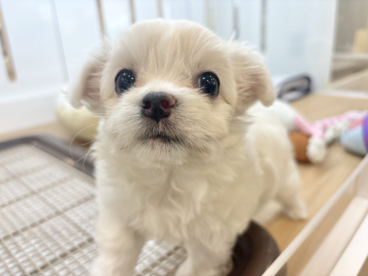 チワマル（マルチワ）