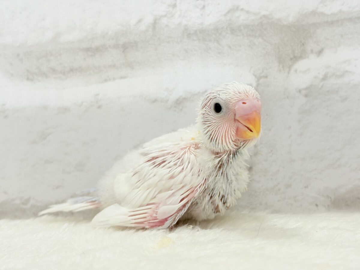 【最新画像更新🪄】透明感が爆発中〜〜🐣✨セキセイインコ ヒナ セキセイインコ