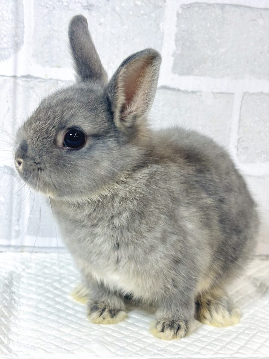 ネザーランドドワーフ
