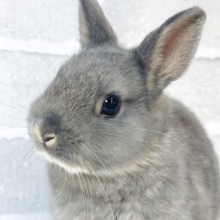 ネザーランドドワーフラビット  オパール  女の子  🐰𓂃◌𓈒𓐍🫧‪⟡.·