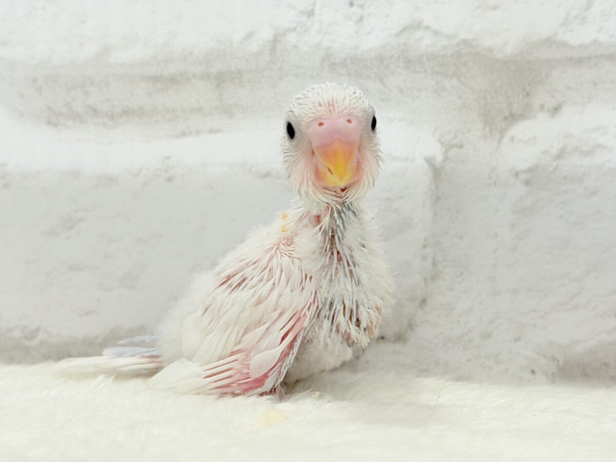 【最新画像更新🪄】透明感が爆発中〜〜🐣✨セキセイインコ ヒナ セキセイインコ