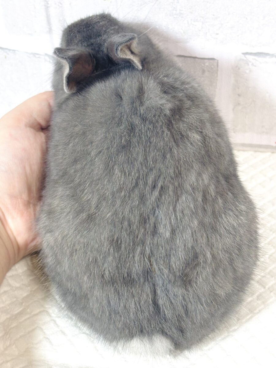 ネザーランドドワーフ
