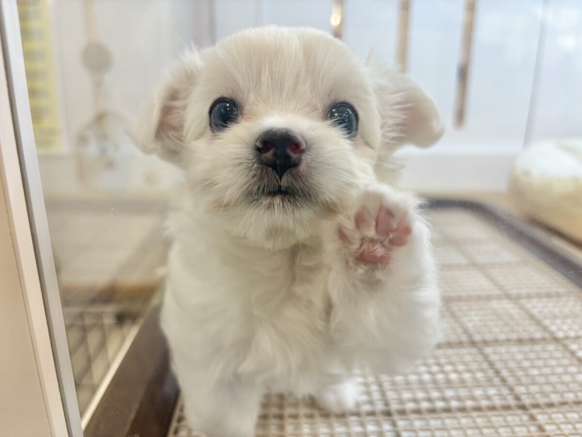 チワマル（マルチワ）