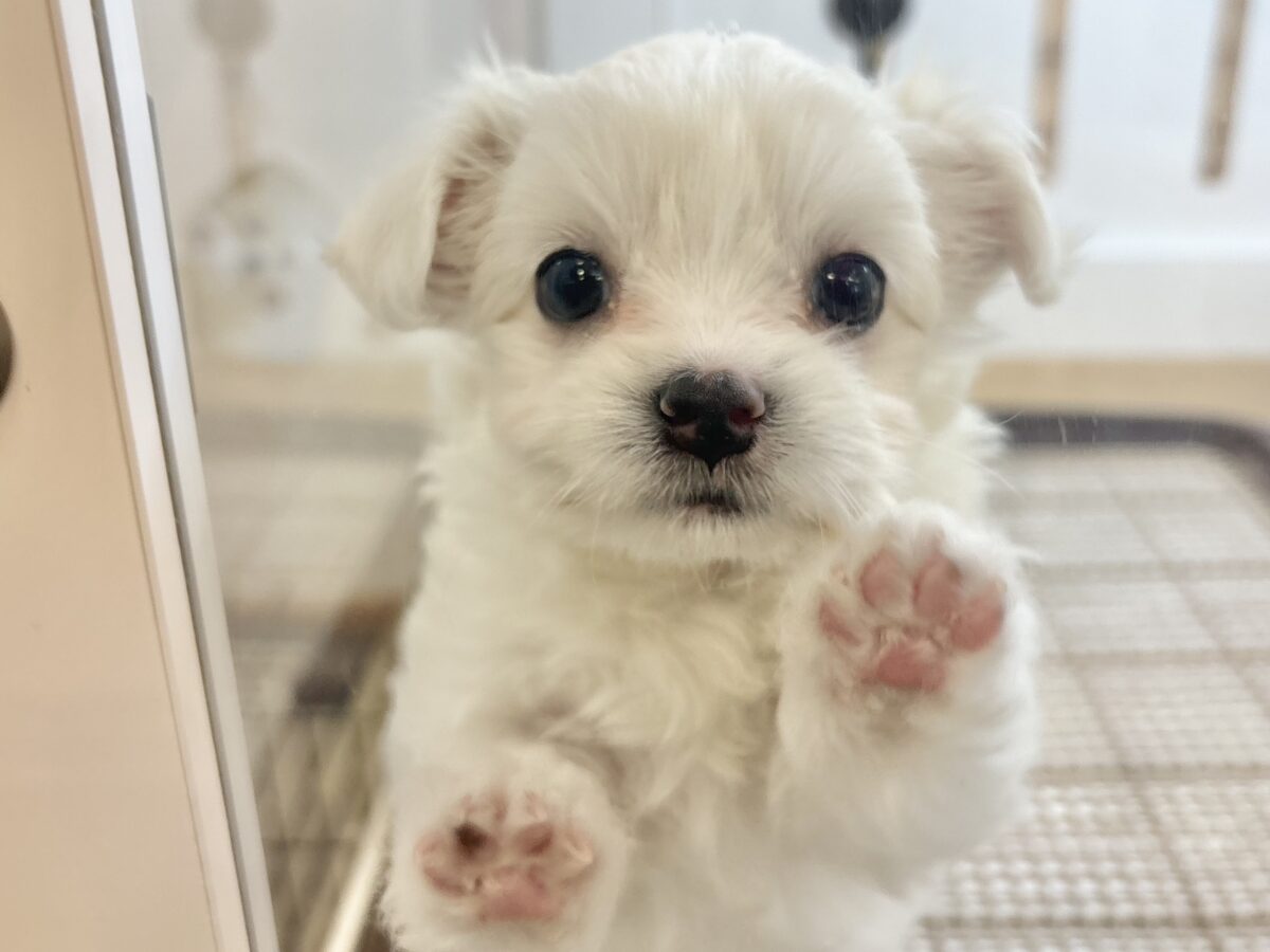 アピールは全力がモットー！チワマルちゃん！