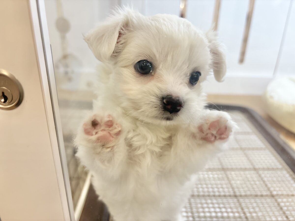 チワマル（マルチワ）