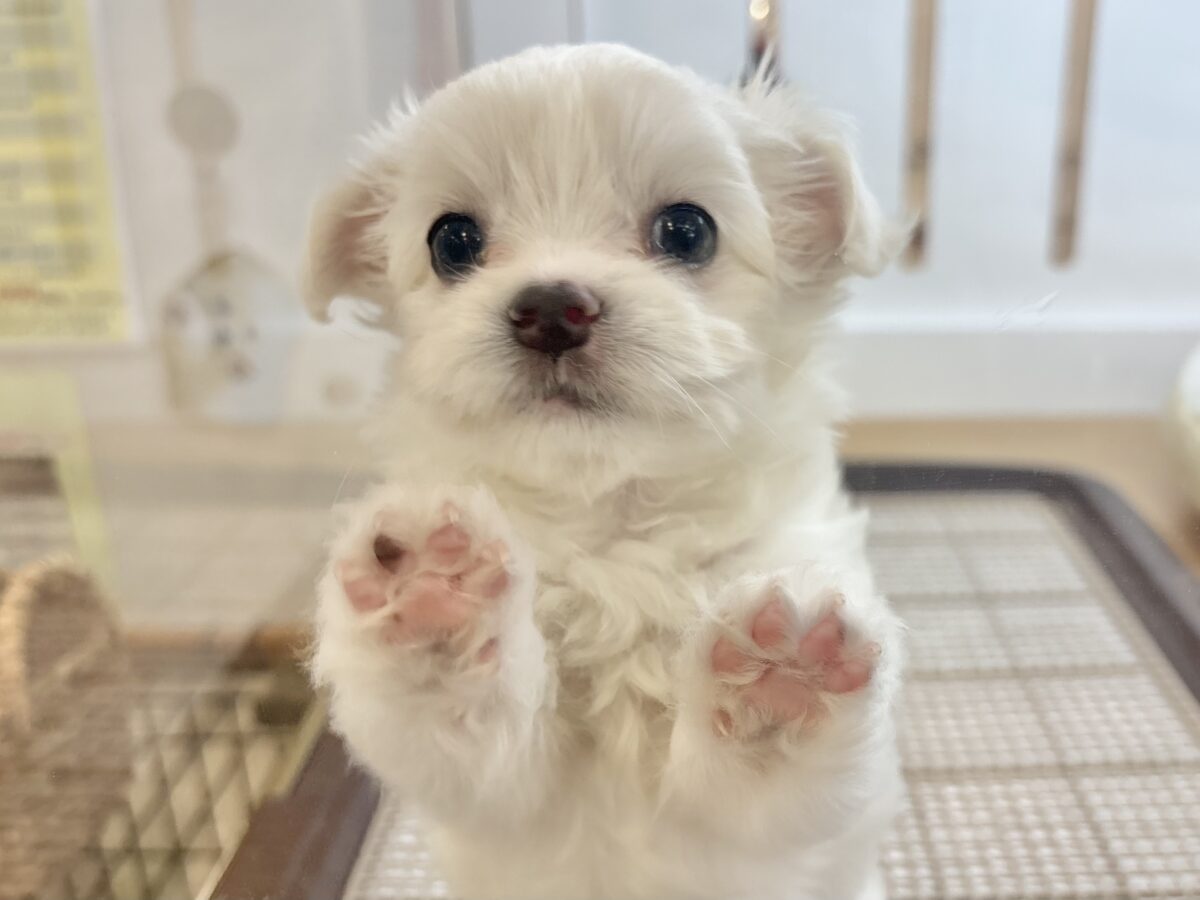 チワマル（マルチワ）