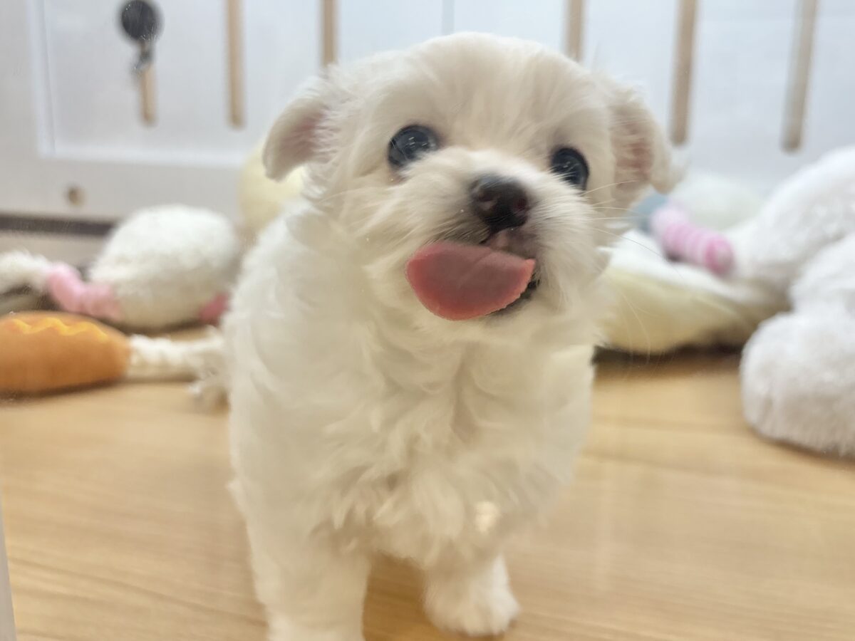 チワマル（マルチワ）