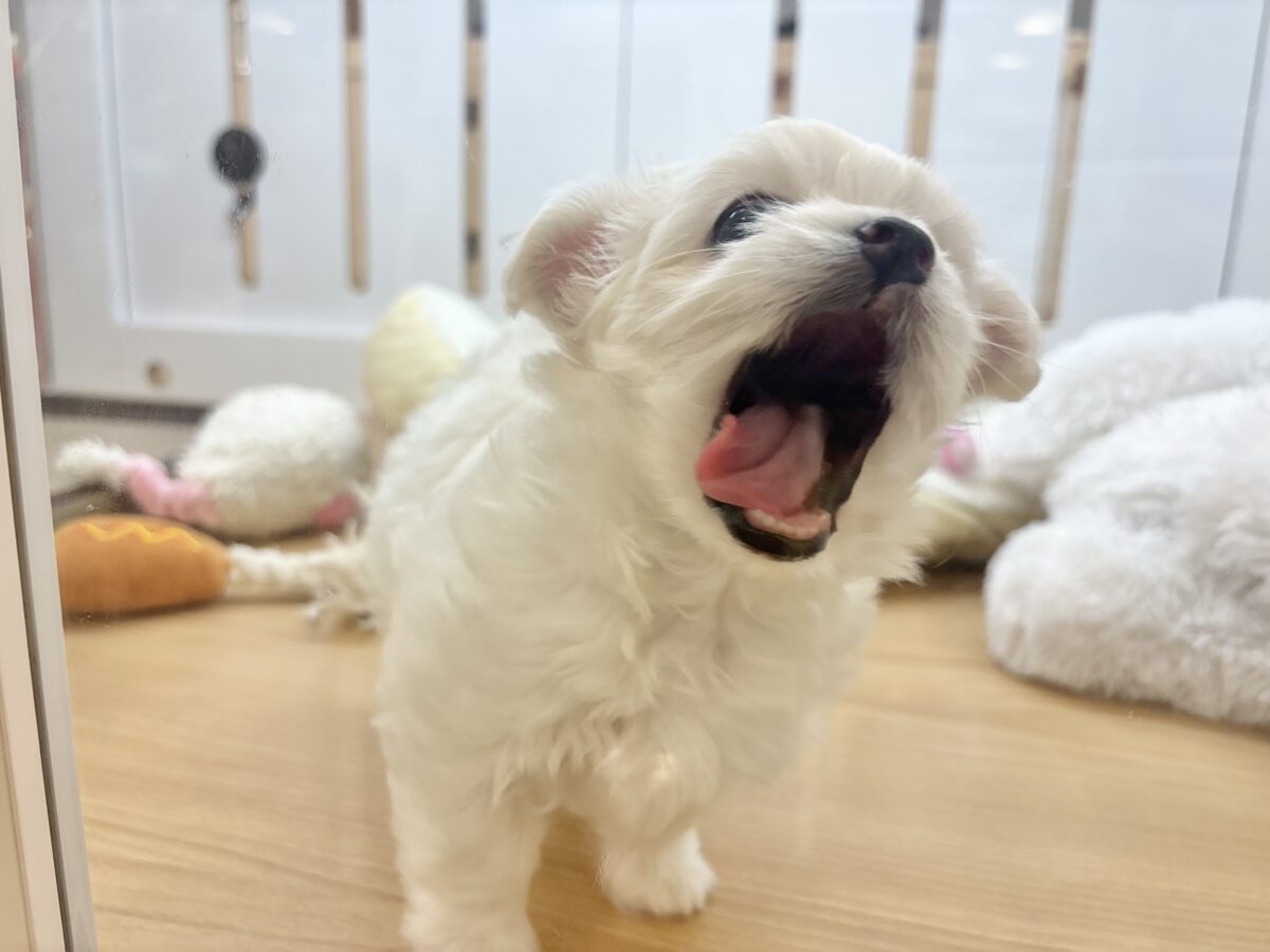 チワマル（マルチワ）