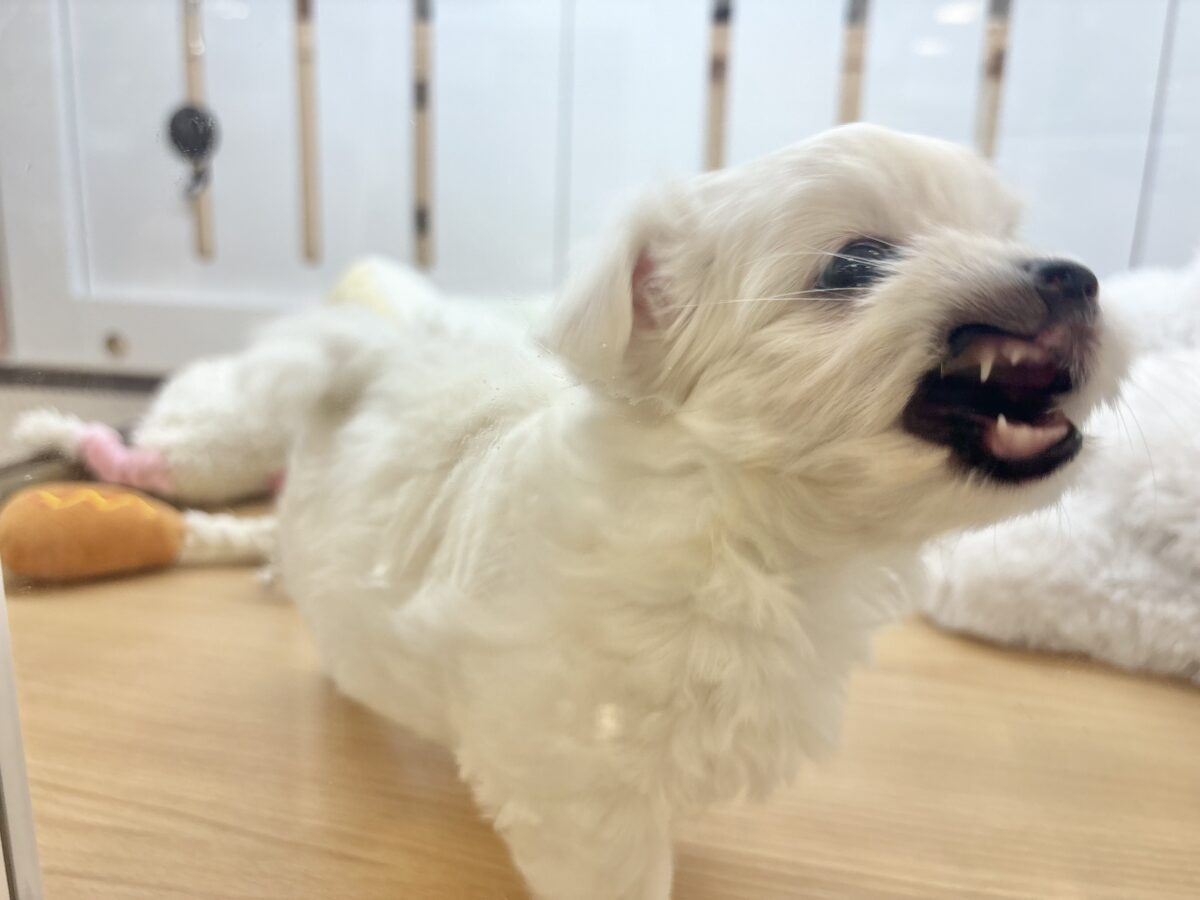 チワマル（マルチワ）