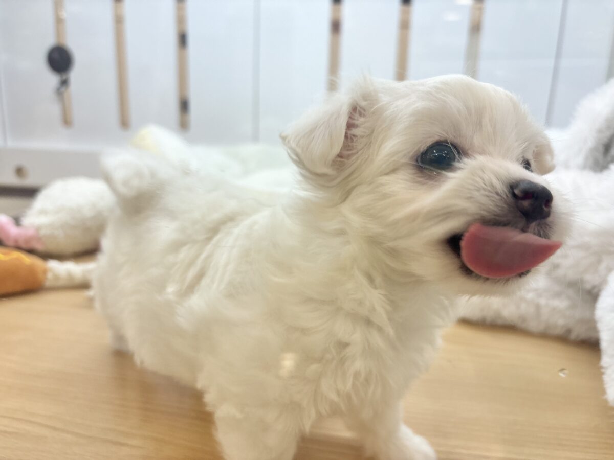 チワマル（マルチワ）