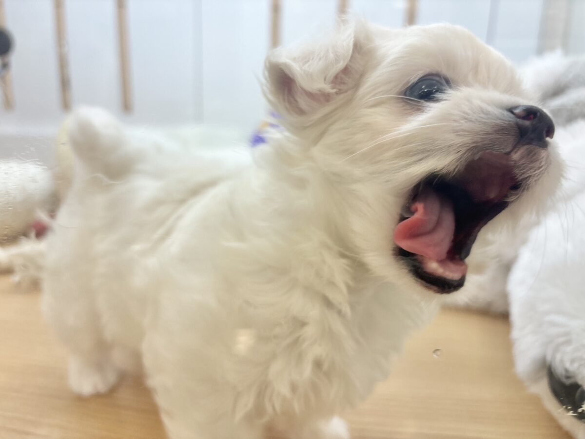 チワマル（マルチワ）