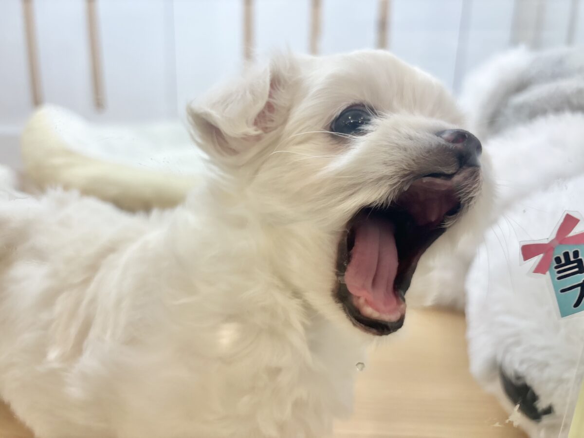 チワマル（マルチワ）