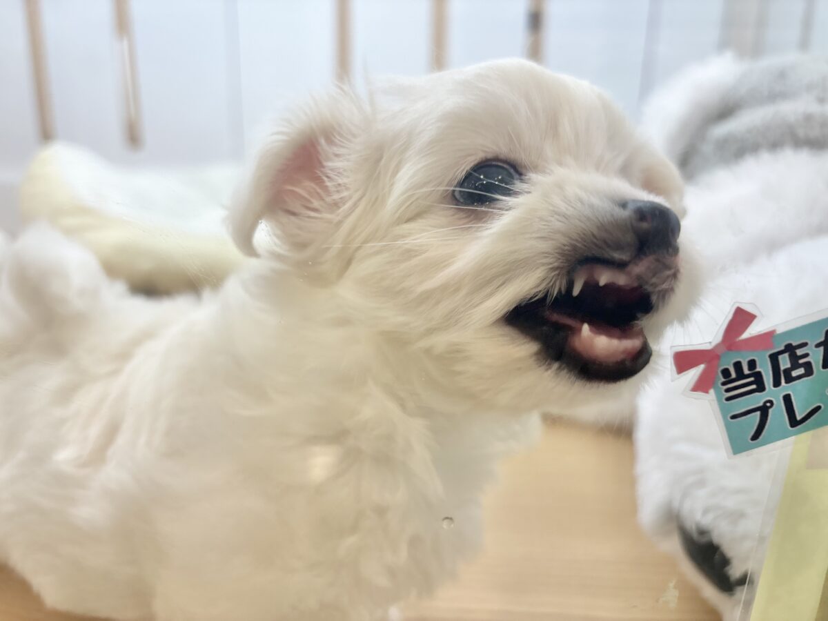 チワマル（マルチワ）