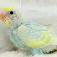 淡々ソーダカラー🐣🫧セキセイインコ(パステルレインボー) ヒナ