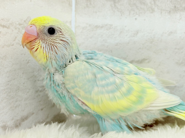 淡々ソーダカラー🐣🫧セキセイインコ(パステルレインボー) ヒナ
