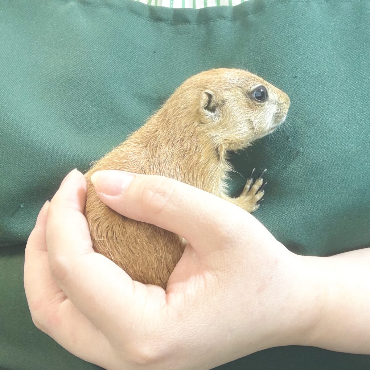 プレーリードッグ