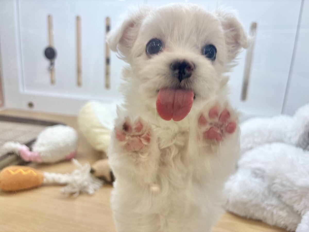 チワマル（マルチワ）