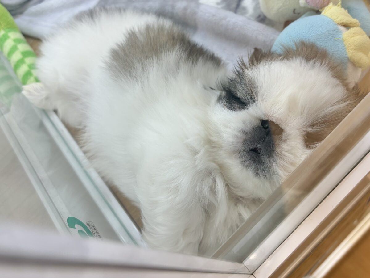 ペキニーズ