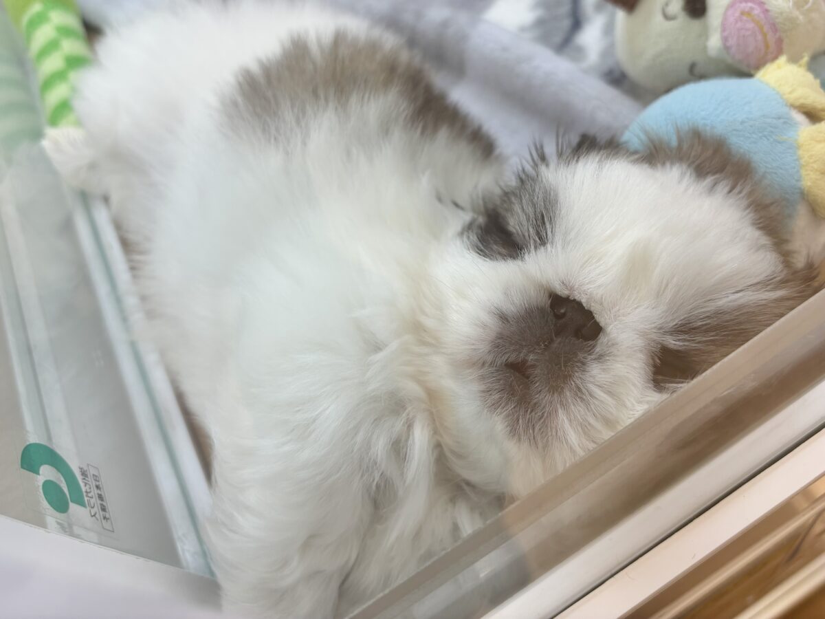 ペキニーズ