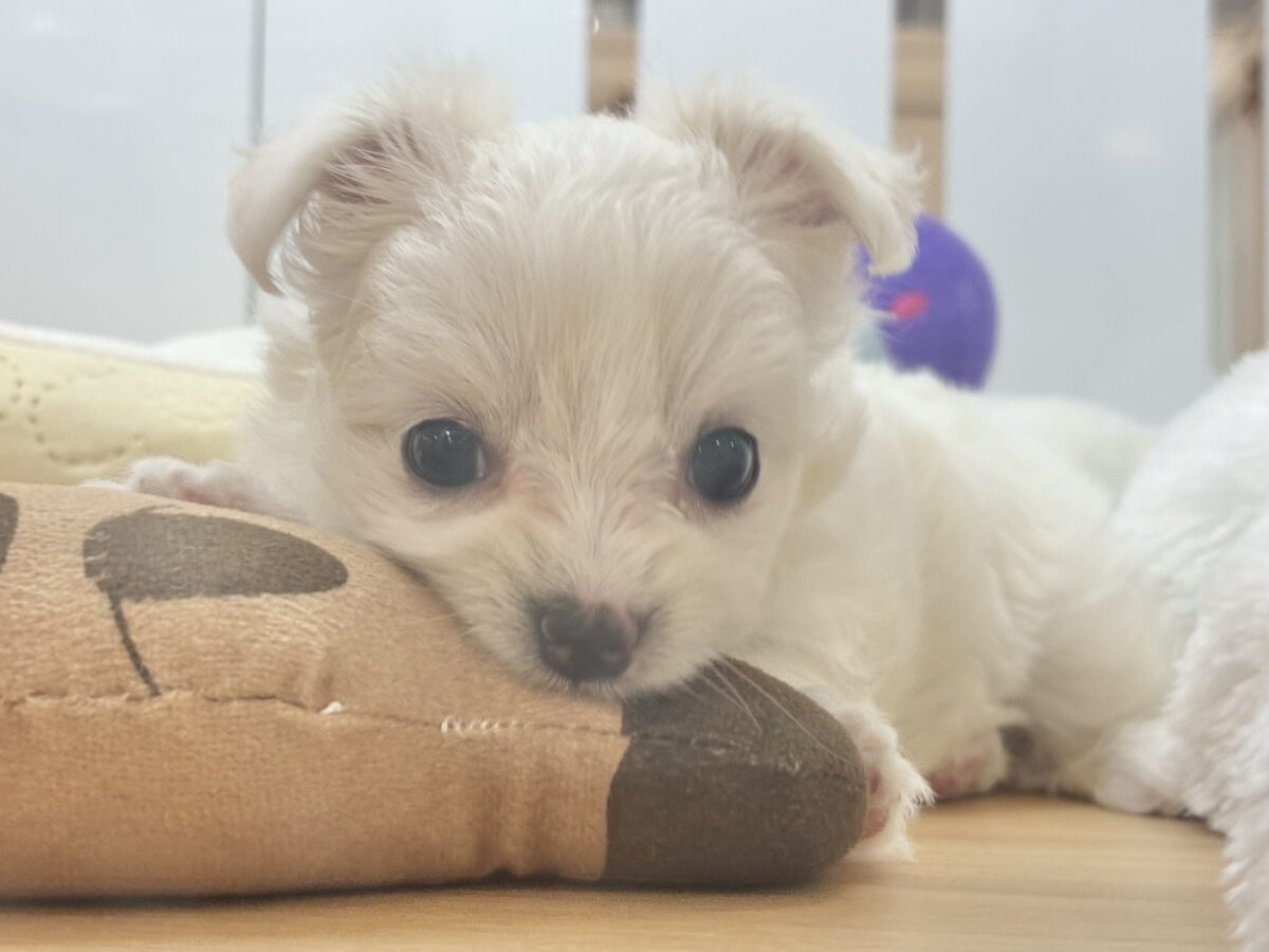 チワマル（マルチワ）