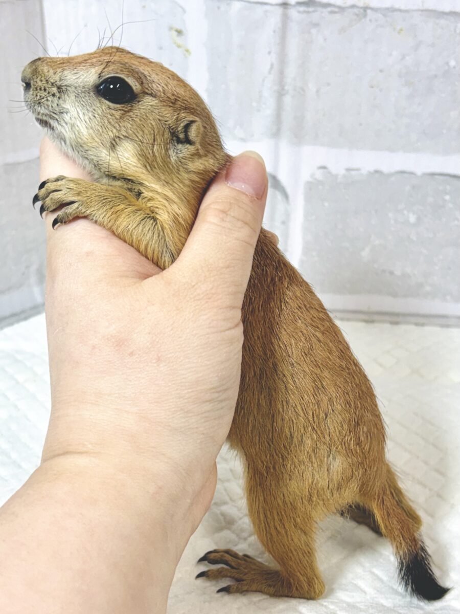 プレーリードッグ