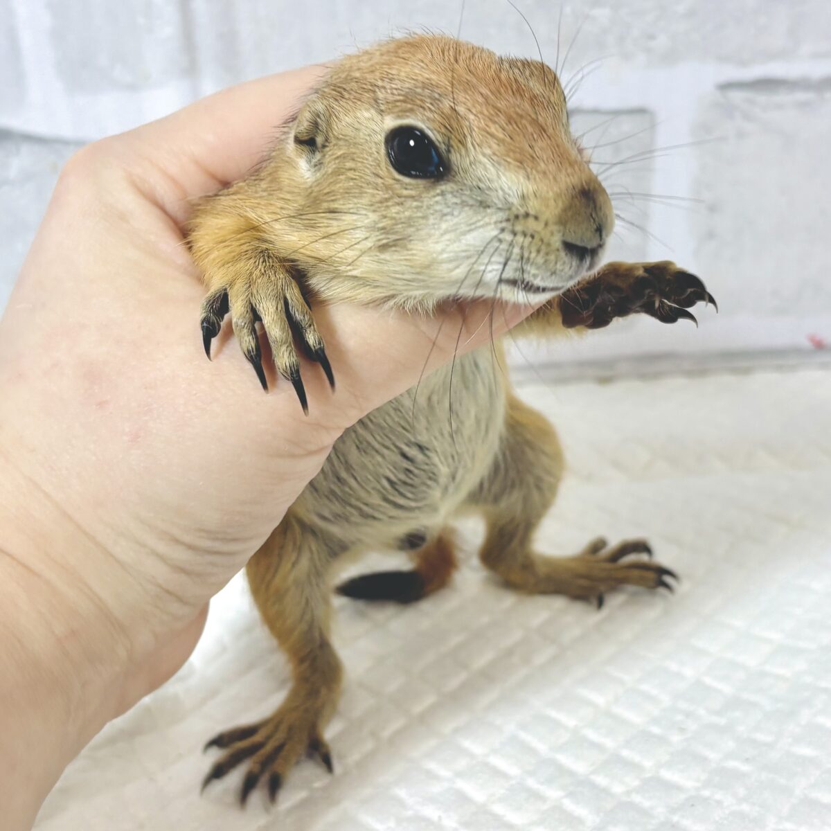 プレーリードッグ
