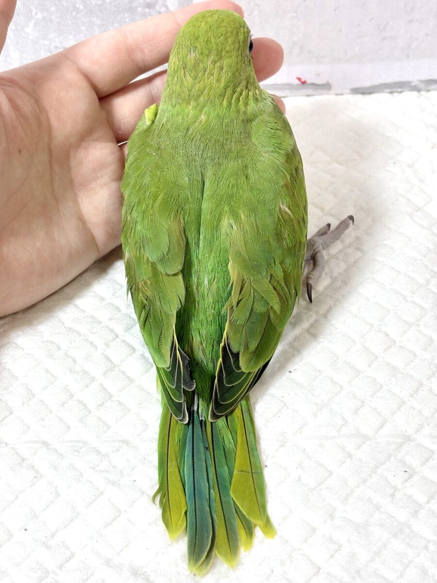 ワカケホンセイインコ(月の輪インコ) ノーマル 💚🍏