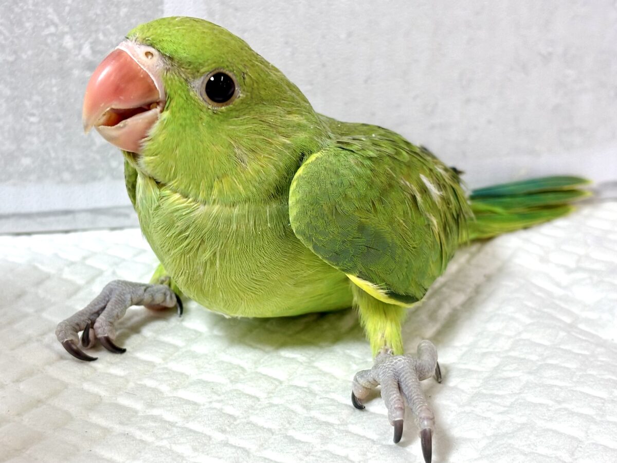 ワカケホンセイインコ（月の輪インコ）