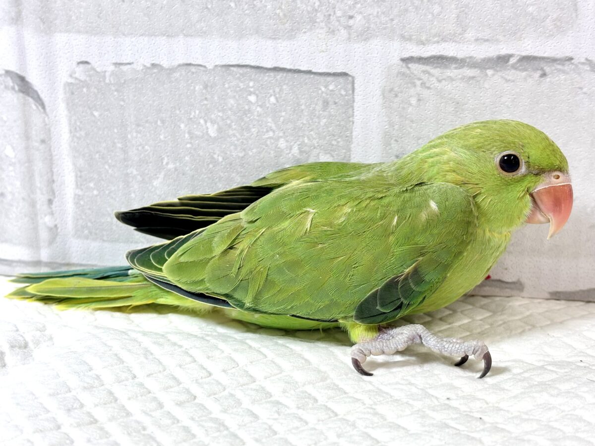 ワカケホンセイインコ(月の輪インコ) ノーマル 💚🍏