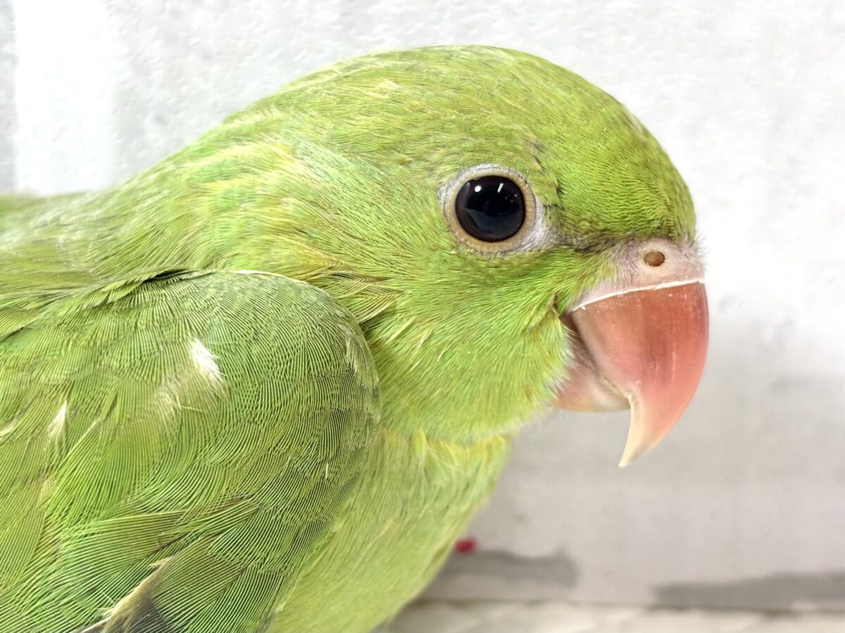 ワカケホンセイインコ（月の輪インコ）