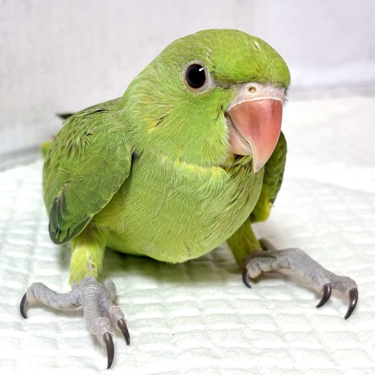 ワカケホンセイインコ(月の輪インコ) ノーマル 💚🍏