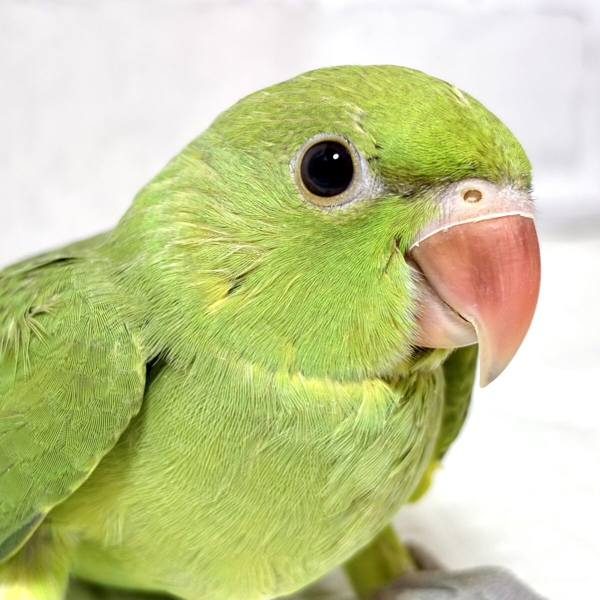 ワカケホンセイインコ(月の輪インコ) ノーマル 💚🍏